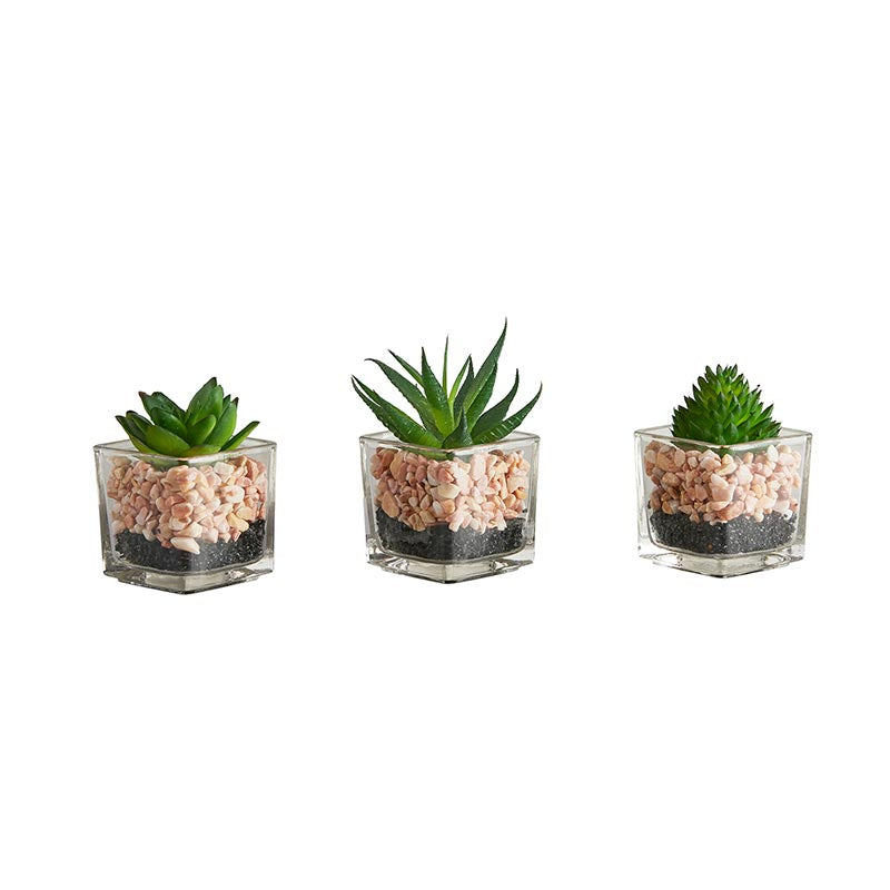Succulent In Decorative Small Pot