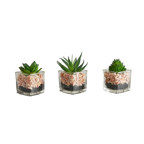 Succulent In Decorative Small Pot