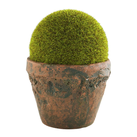 Large Preserved Moss Pot