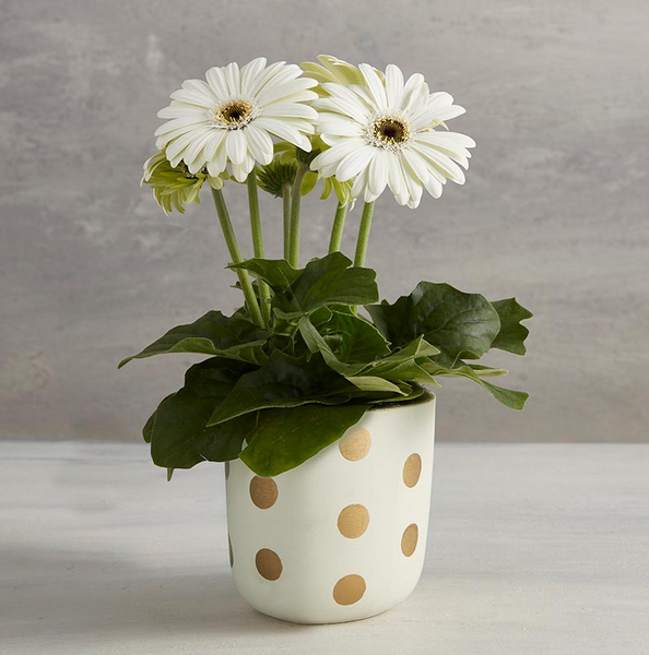 Ceramic Golden Dots Flower Pot