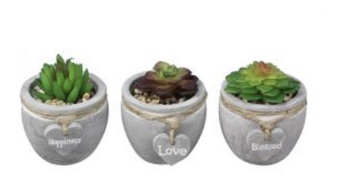 Succulent in Decorative Pot Small